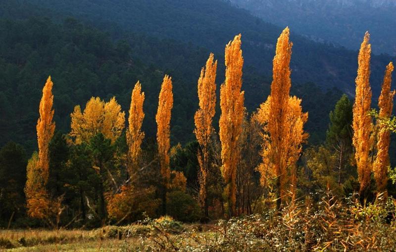 Casa Rural Nacimiento Rio Mundo Riopar Bagian luar foto
